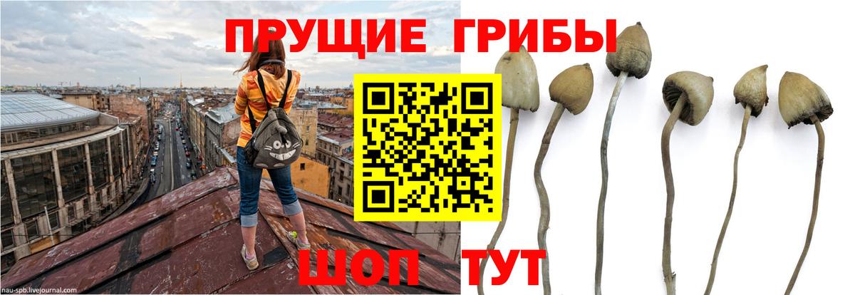 Моздок  Псилоцибиновые грибы Magic Shrooms  Вход с VPN 
